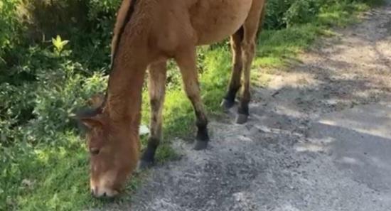 Stray Ponies in Nuwara Eliya To Be Impounded